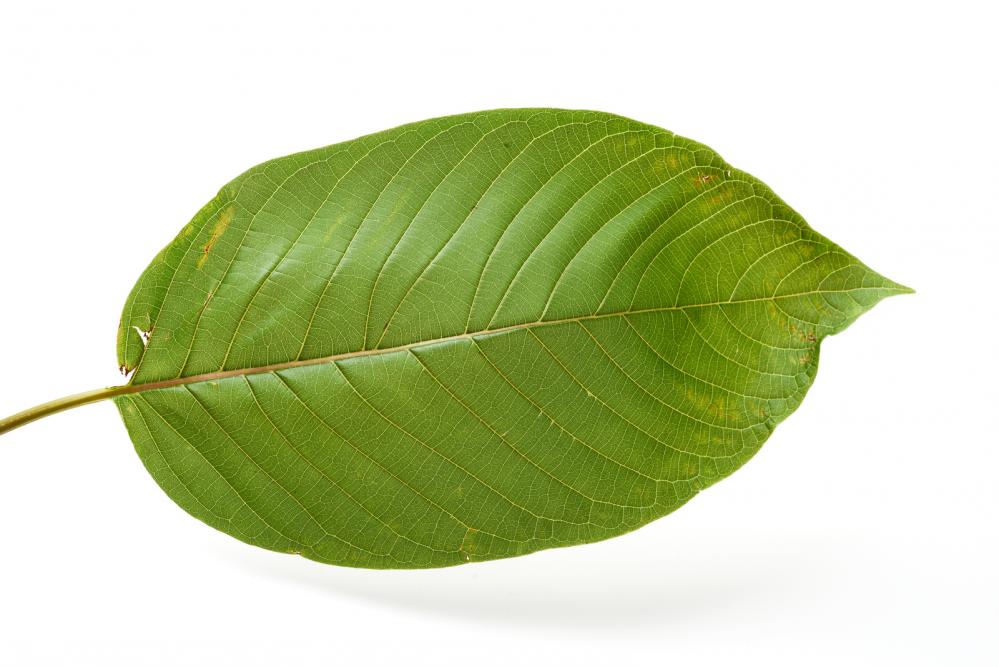 Kratom: Benefits and Different Forms in which it is available