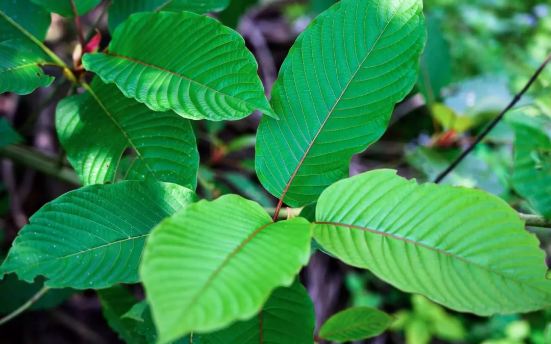 What Is The Mechanism of Action of Kratom?